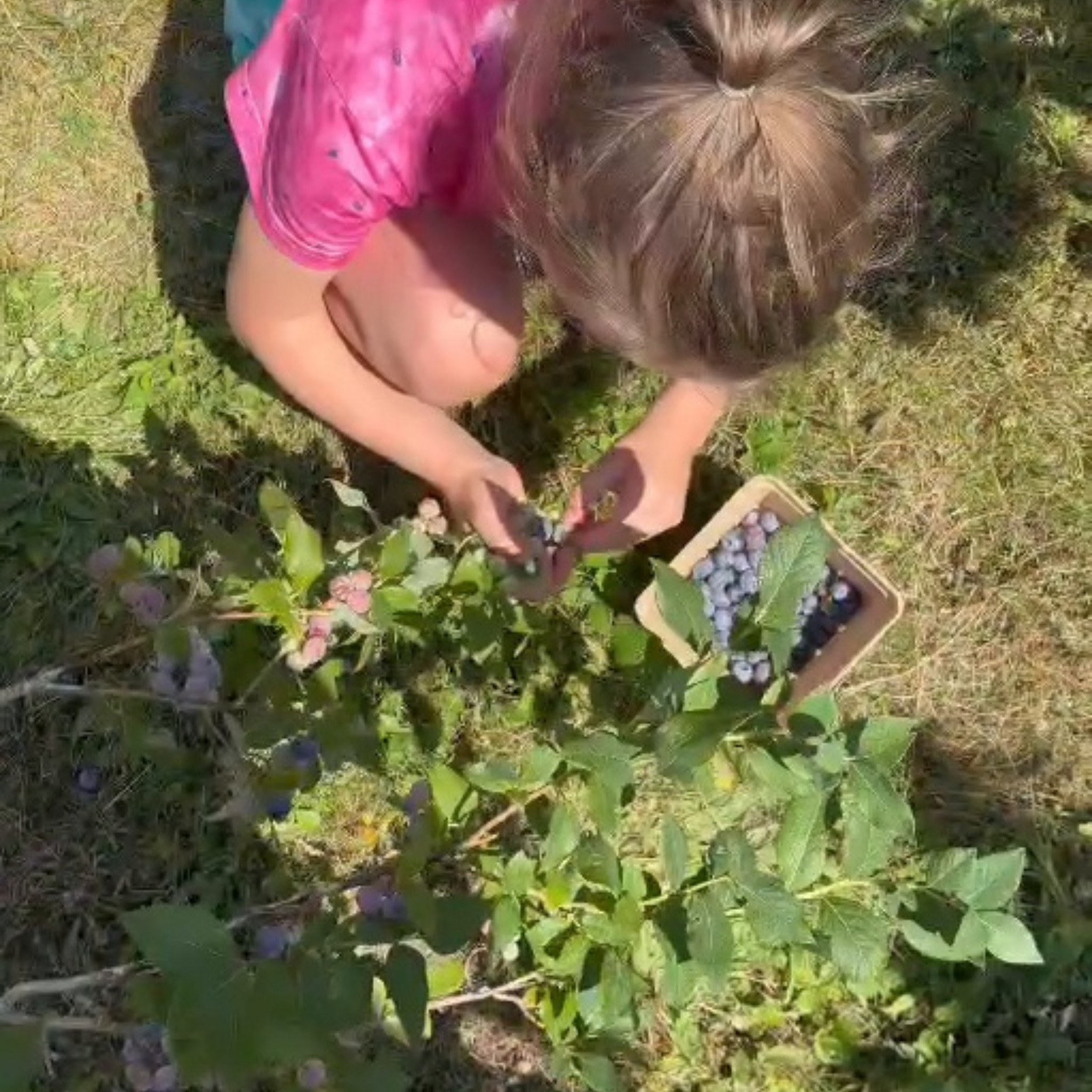 Young child picking fresh blueberries outdoors during a Blueberries for Sal story extension.