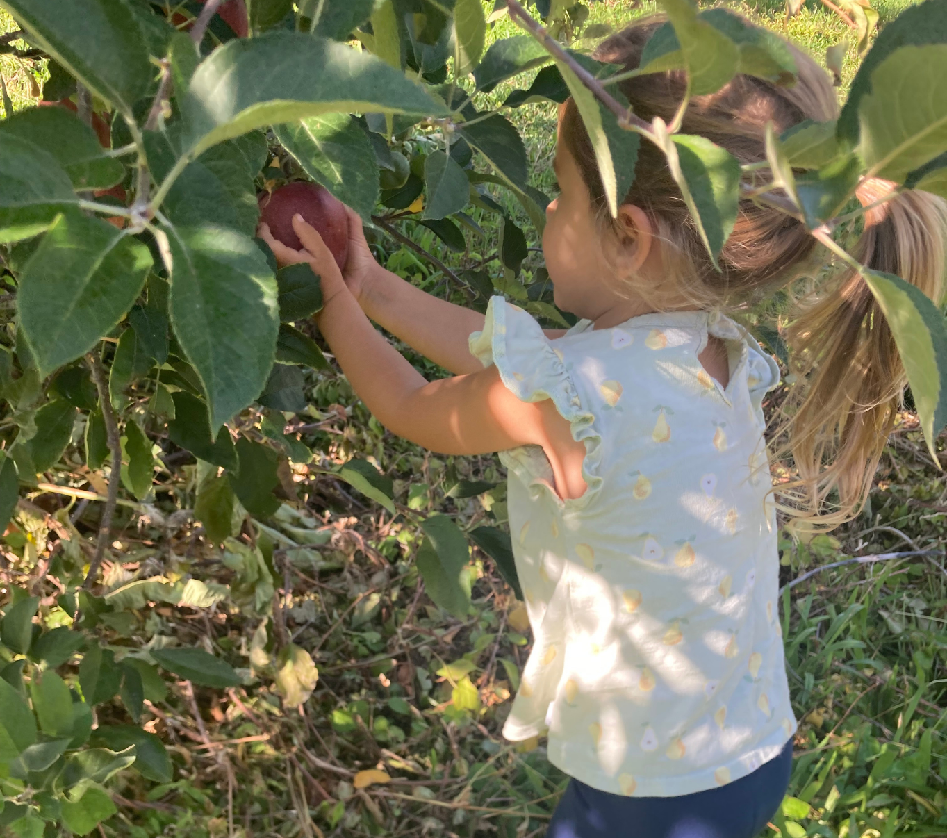A young child picks an apple from a tree while exploring and learning outdoors through real-life experiences.