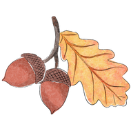 Watercolor illustration of two acorns and an autumn oak leaf for Acorn to Sprout.