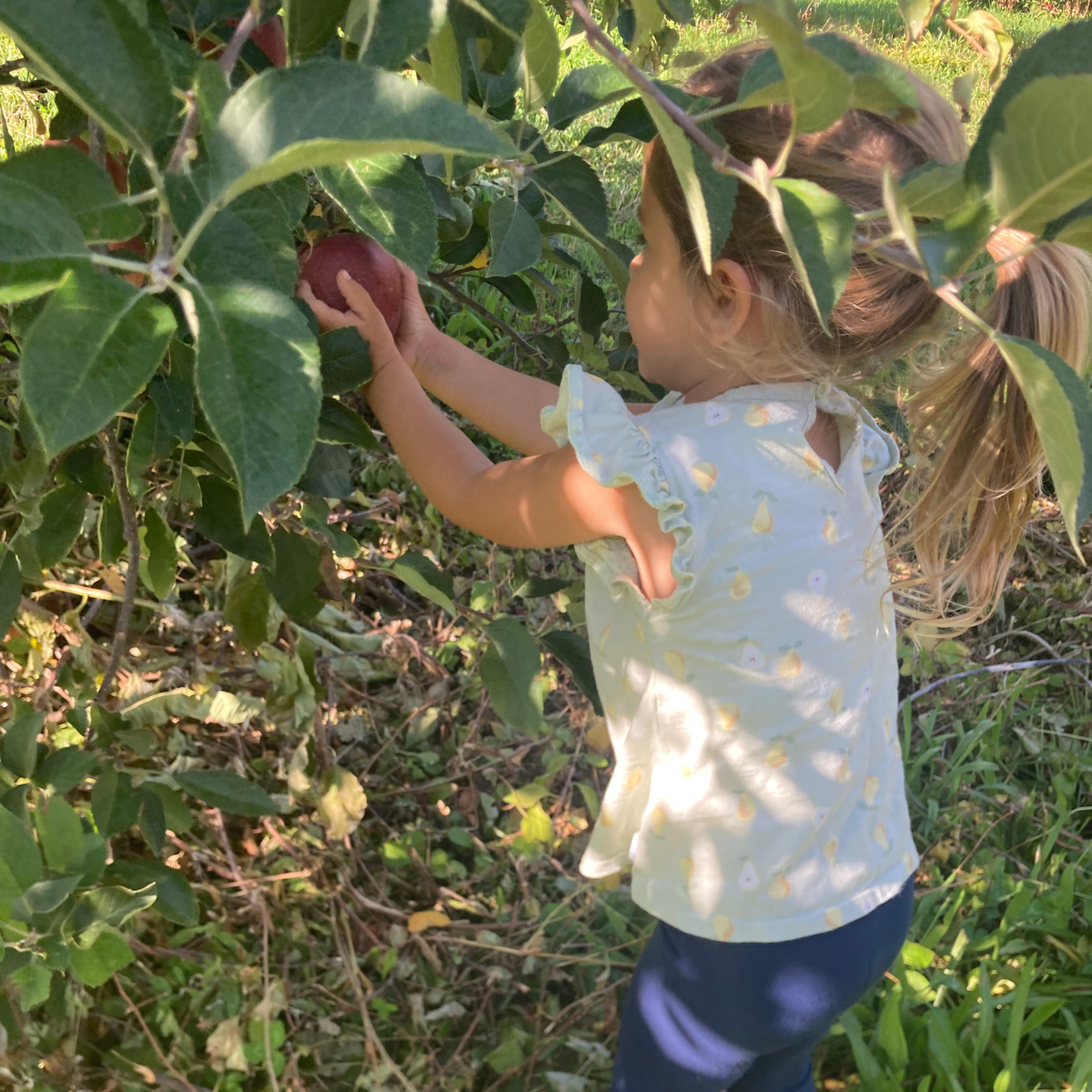 Young child picking an apple from an apple tree as part of a story-led preschool exploration