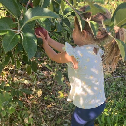 Young child picking an apple from an apple tree as part of a story-led preschool exploration