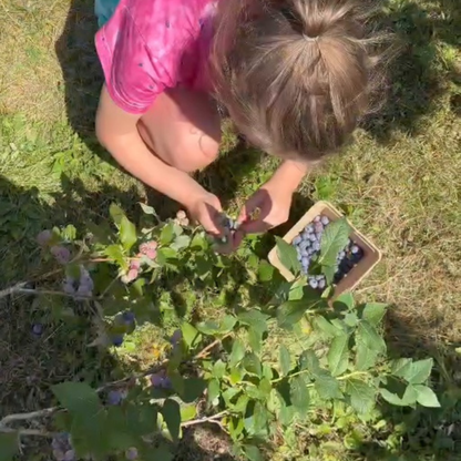 Young child picking fresh blueberries outdoors during a Blueberries for Sal story extension.
