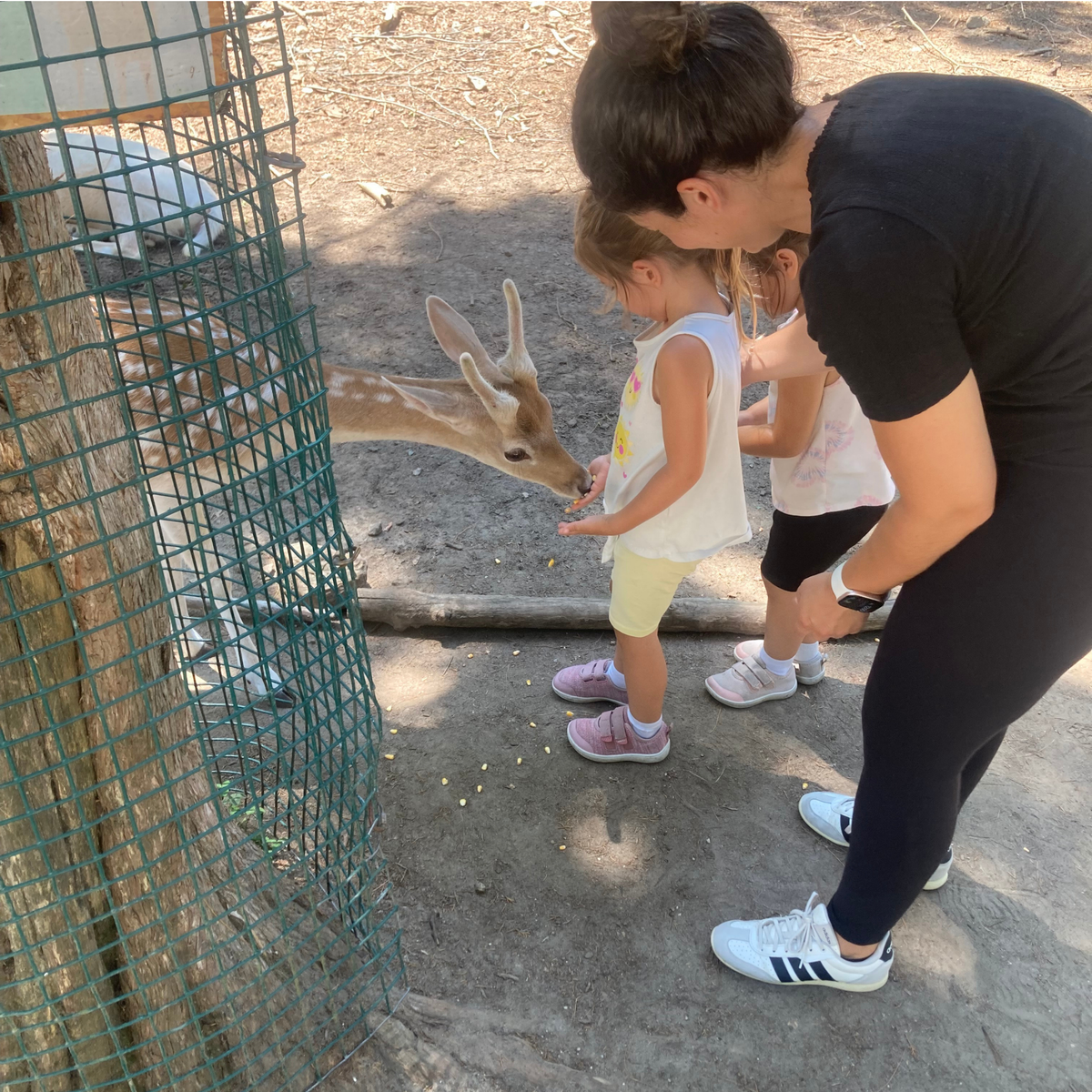 Young children observing and feeding a deer during a zoo visit connected to A Sick Day for Amos McGee.