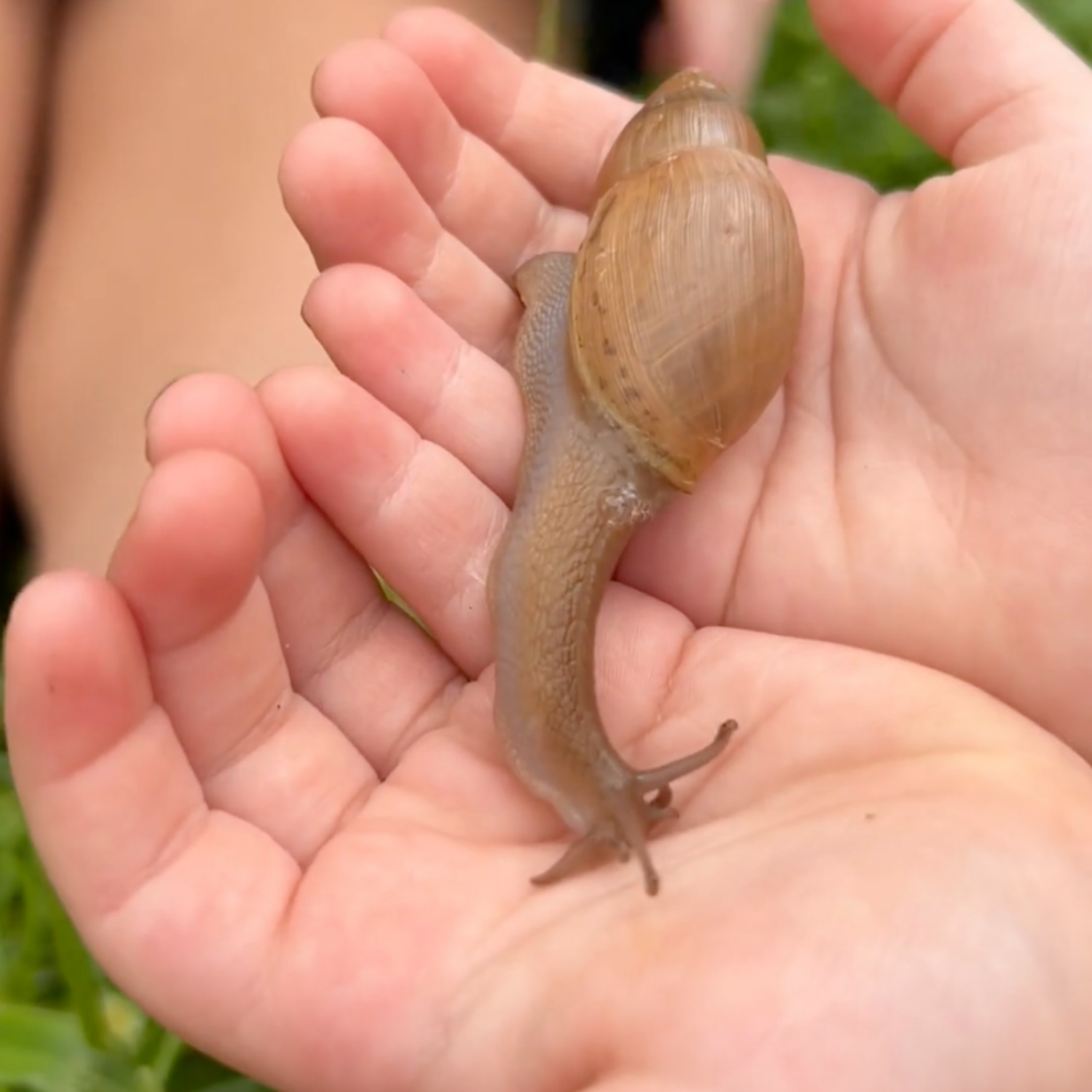 Child gently holding a snail during an outdoor nature activity inspired by The Snail and the Whale.