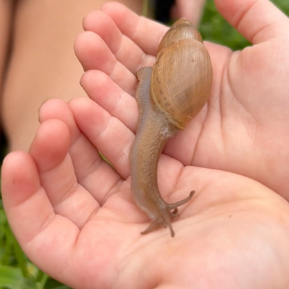 Child gently holding a snail during an outdoor nature activity inspired by The Snail and the Whale.